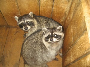 Animals_2 (9)