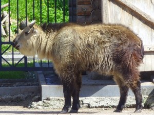 Сычуаньский такин. Гродненский зоопарк