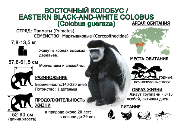 vostochnyj-kolobus1